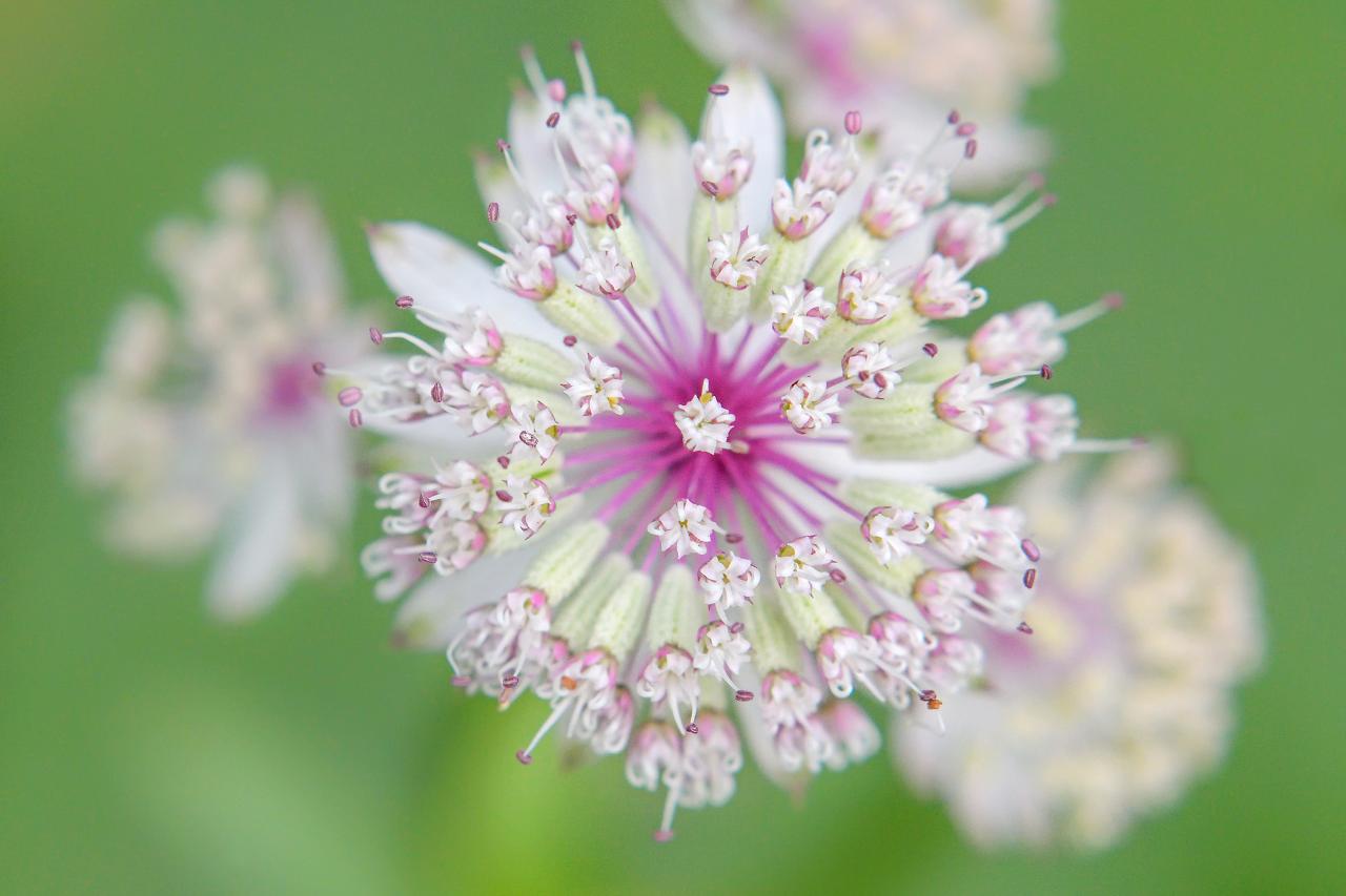 Single white and pink blossom of the large star umbel