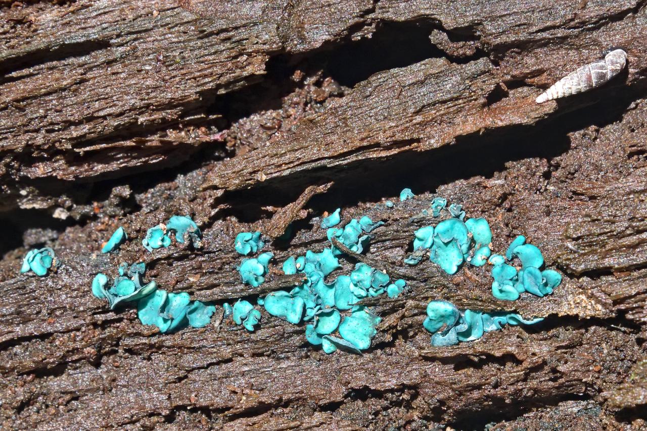 Heavily decayed tree trunk with blue deadwood fungi