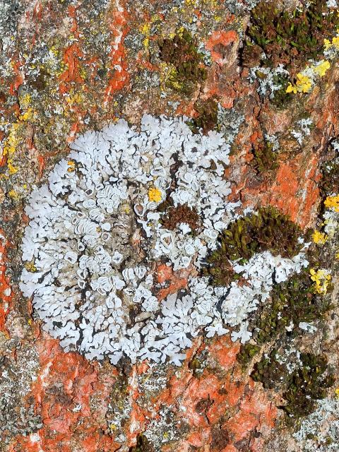 Silver-colored and ochre-yellow lichens on tree bark