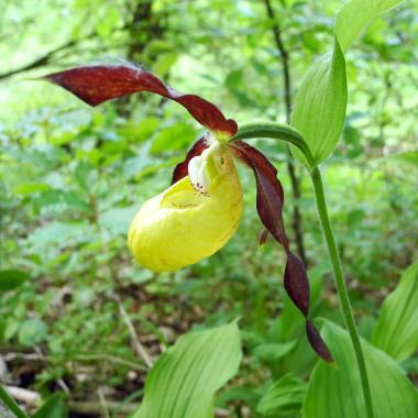Single flower with characteristic yellow slipper-shaped tassel trap