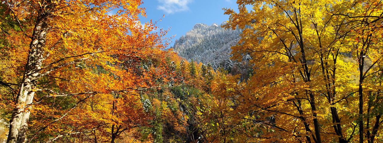 Autumn-colored beech forest glows in the sunlight, a snow-covered mountain forest in the background