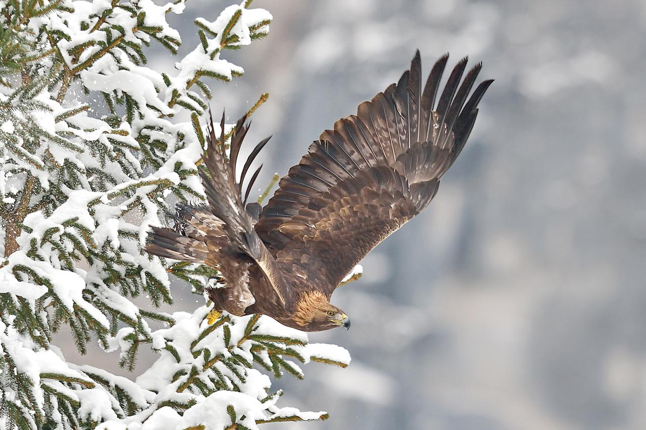 Golden eagle takes off from a spruce covered in snow