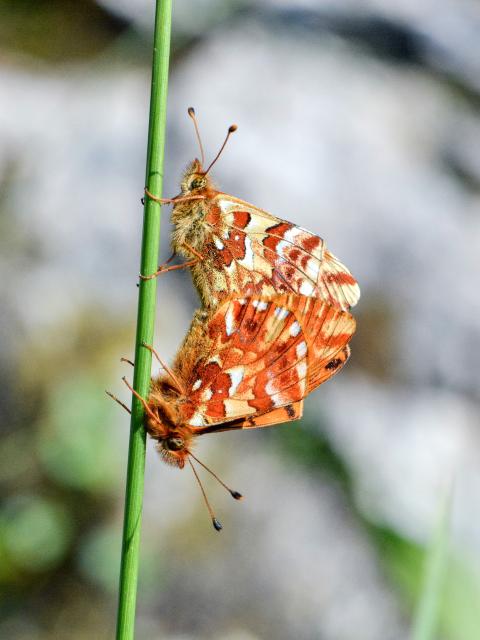 Two copper-colored butterflies copulate
