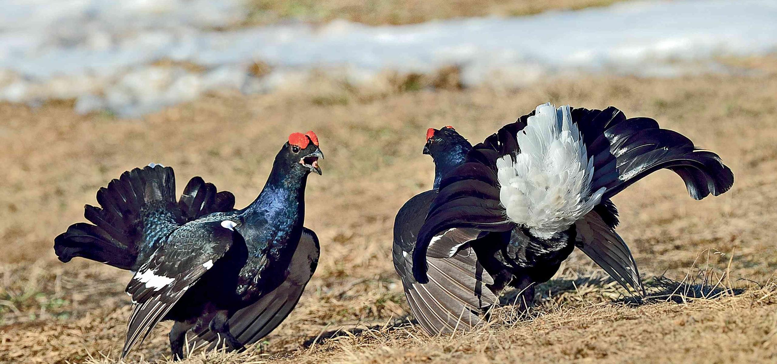 2 Black grouse arguing during courtship.