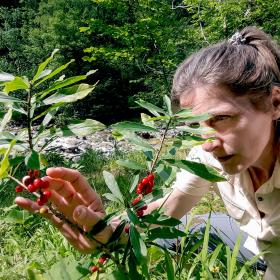 Ranger points to red berries from the laurel daphne