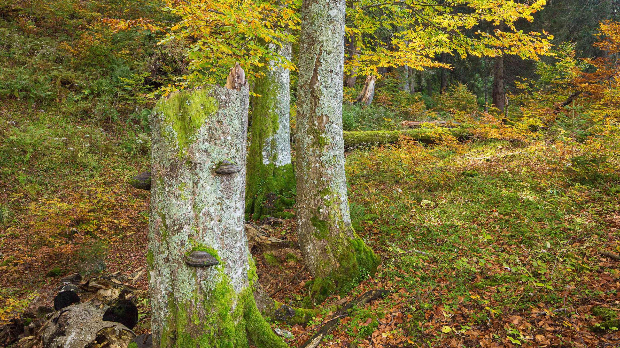 Autumnal beech forest with yellow - green - orange colored leaves, in the foreground standing dead wood with mushrooms