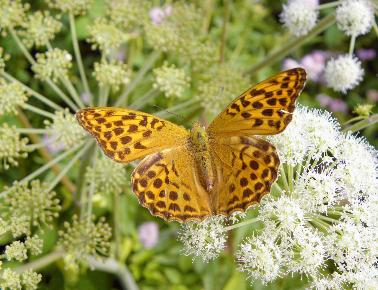 Butterfly with orange-brown colored wings sits on a white flower