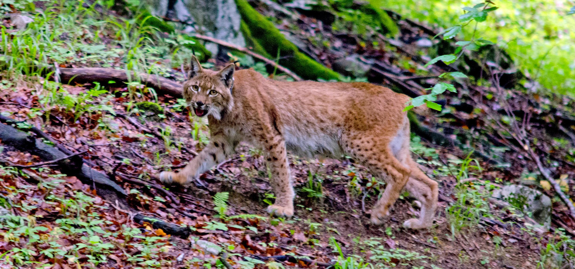 Lynx Kora