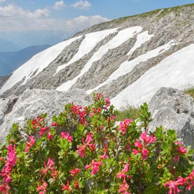 Alpine roses in front of a partially snow-covered slope on the Nock plateau in the Sengsengebirge in the Kalkalpen National Park.