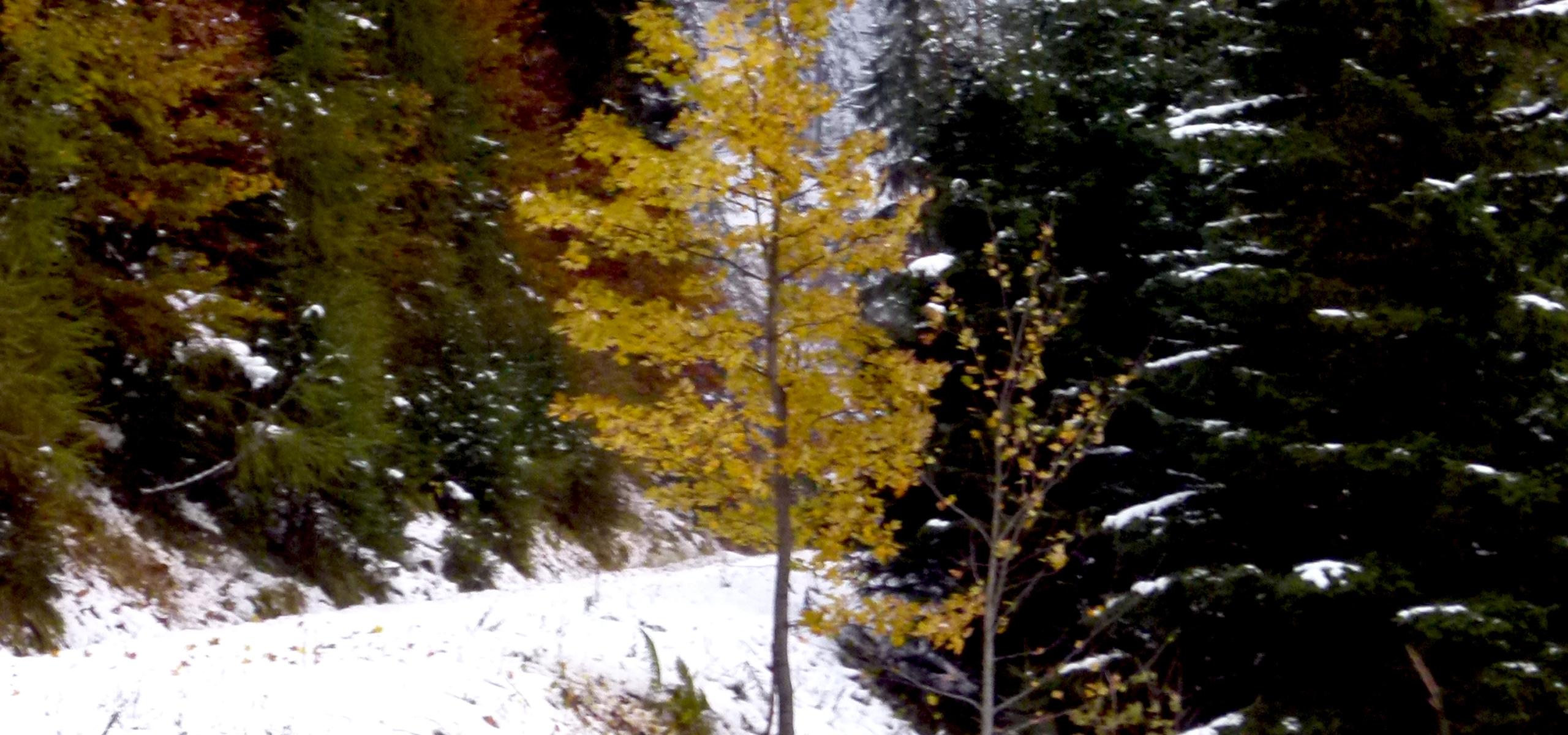 Autumnal yellow colored mountain maple shines in snowy mountain forest