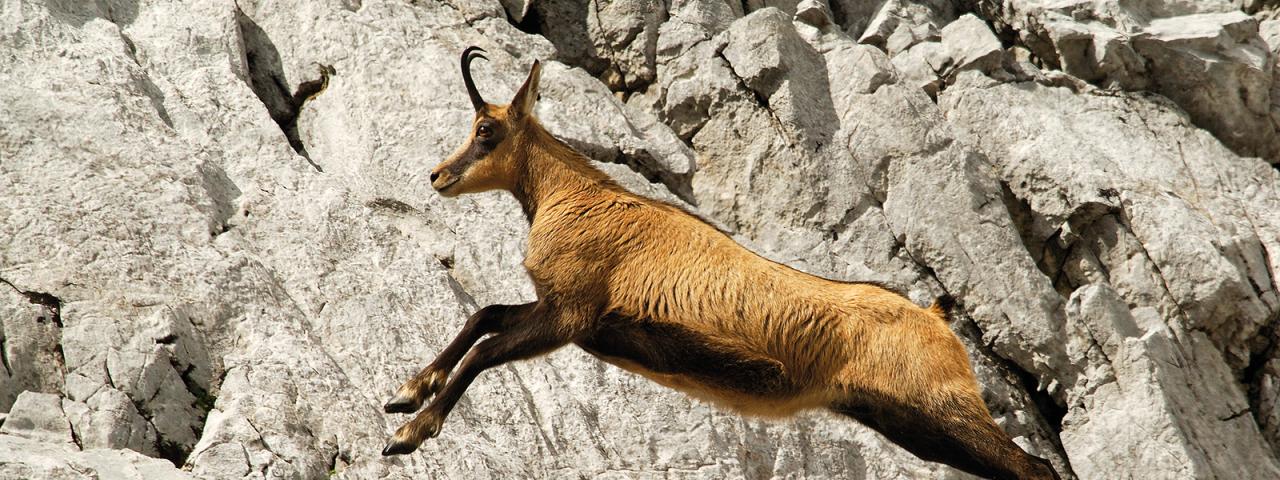 Fleeing chamois in the rock
