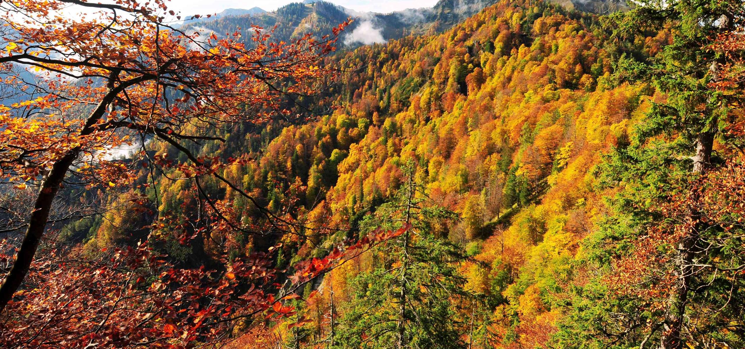 Autumn-colored beech forest