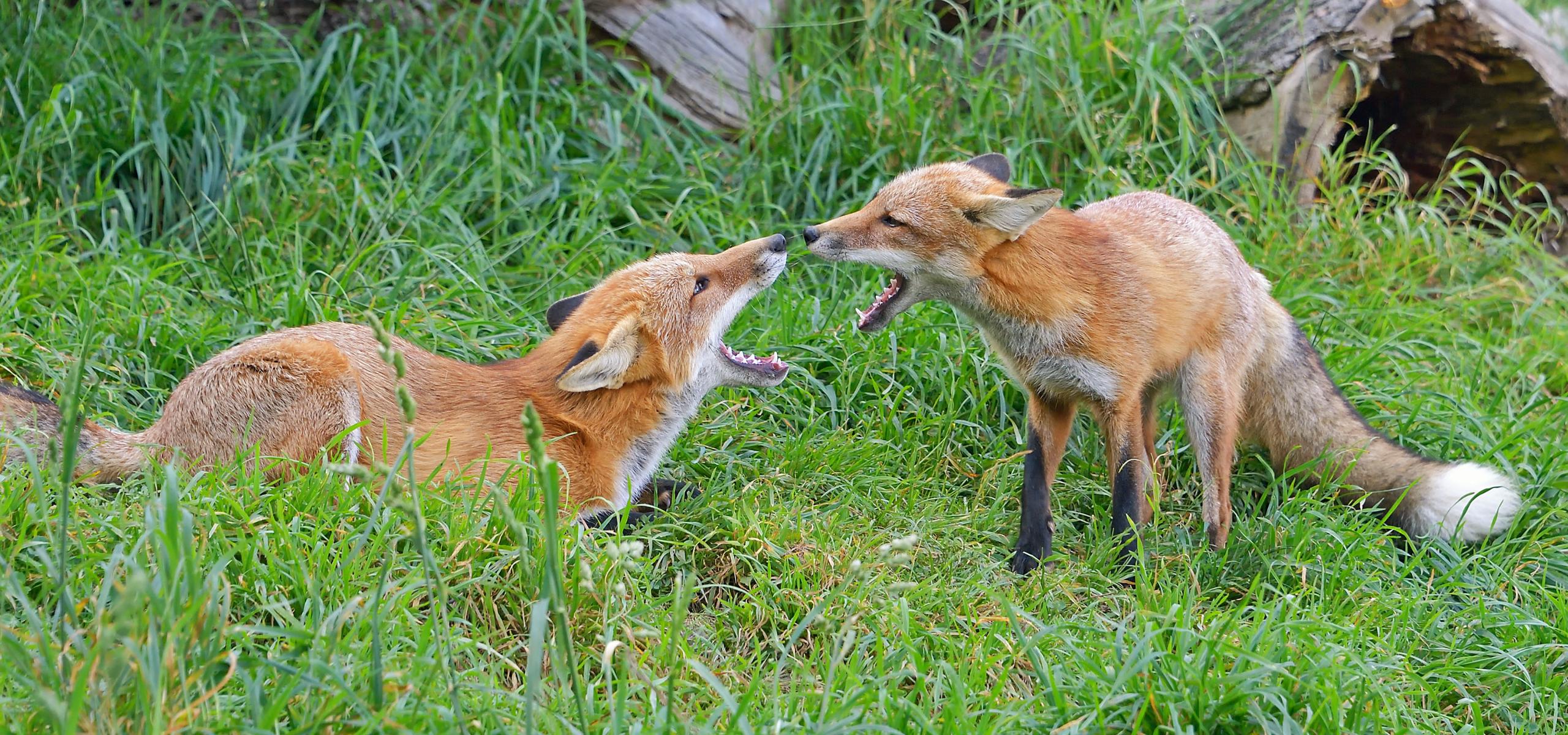 Two foxes standing in the grass