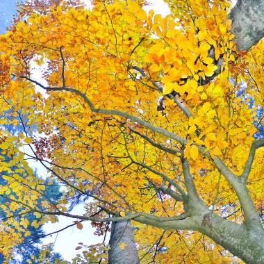 Autumnal beech leaves appear bright yellow against the light