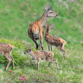 Deer cow and three calves standing on alpine meadow