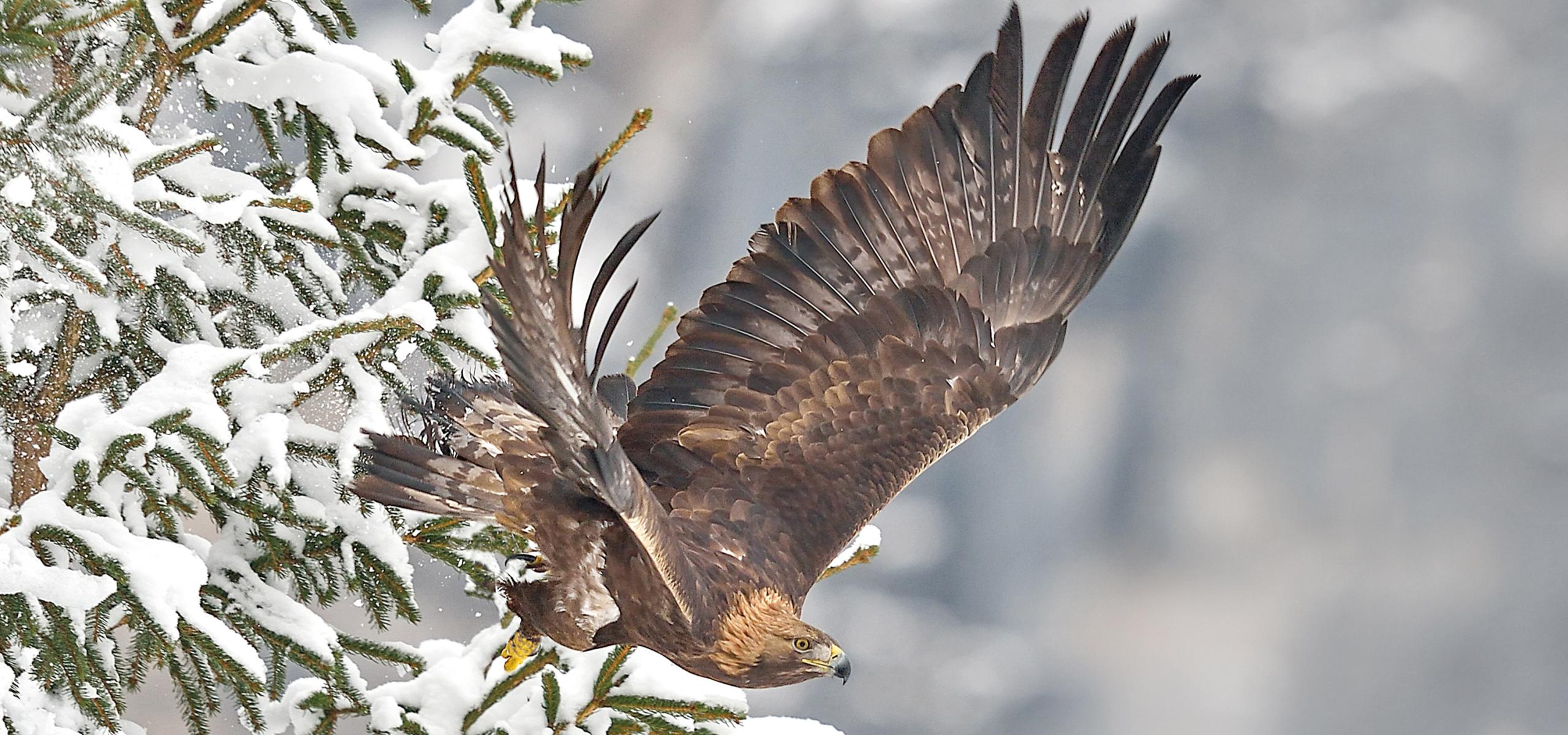 Golden eagle takes off from a spruce covered in snow