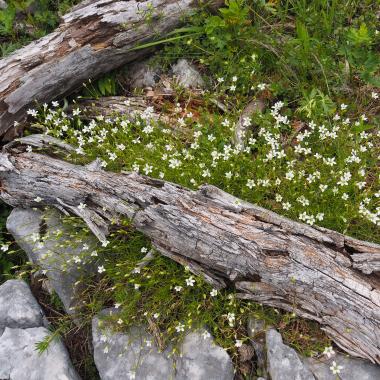 Young alpine plants sprout under lying deadwood