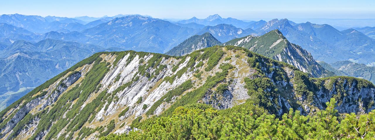 Alpine summit landscape with mountain pines