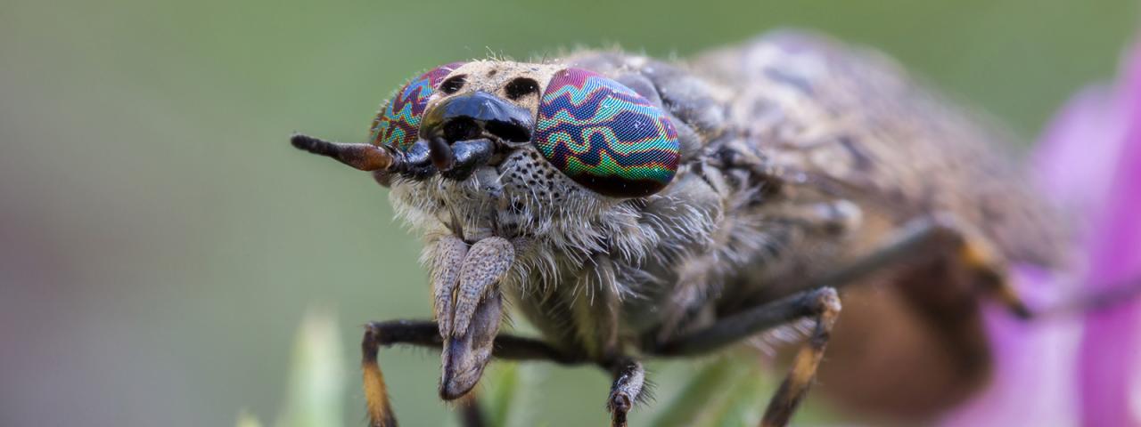 Markro image shows colorful retina of the eyes of a rainfly