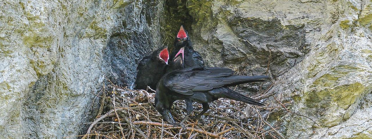 Adult bird feeding three young ravens in the nest