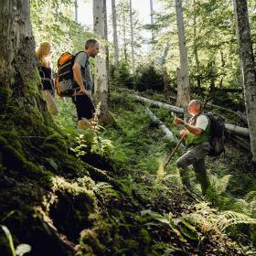 Guided ranger tour in forest wilderness with old trees