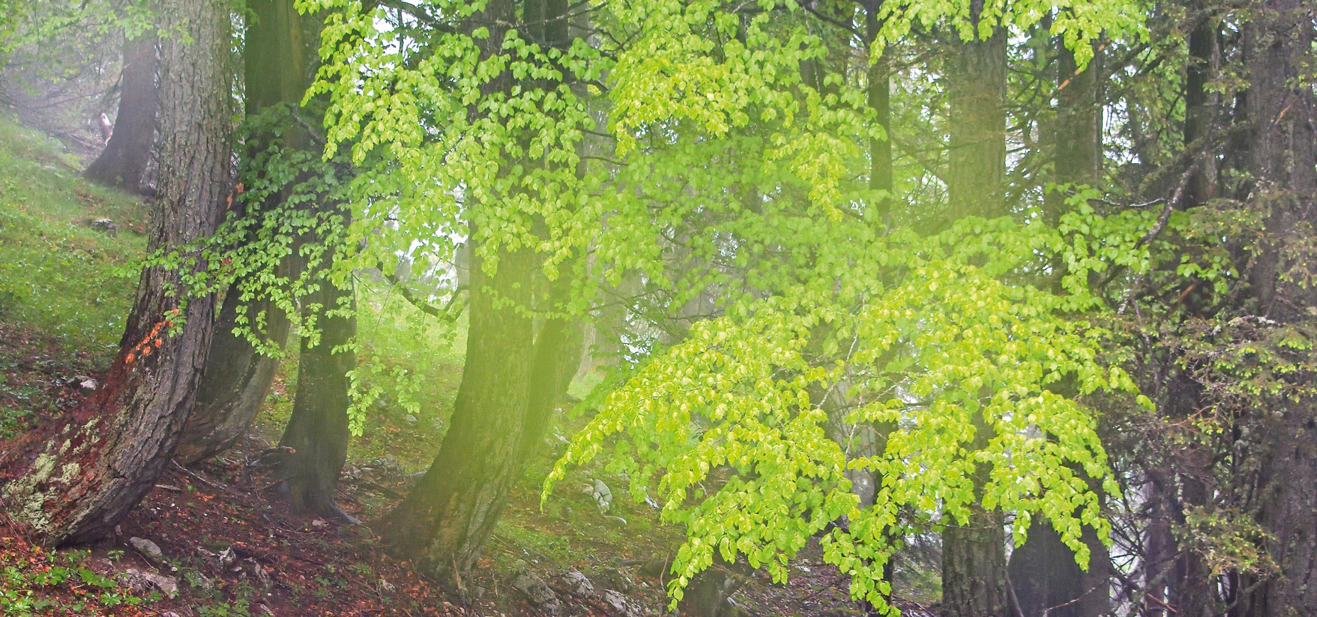 Moist haze lies over mountain forest with freshly sprouted beech leaves