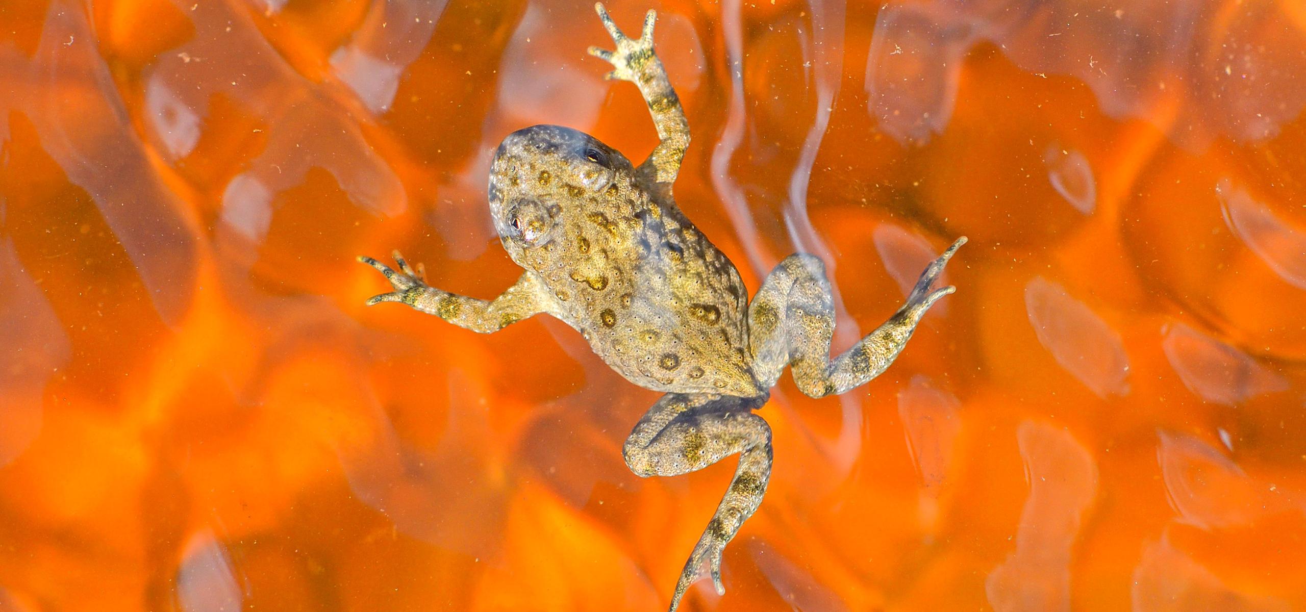 Yellow-bellied toad in the water.