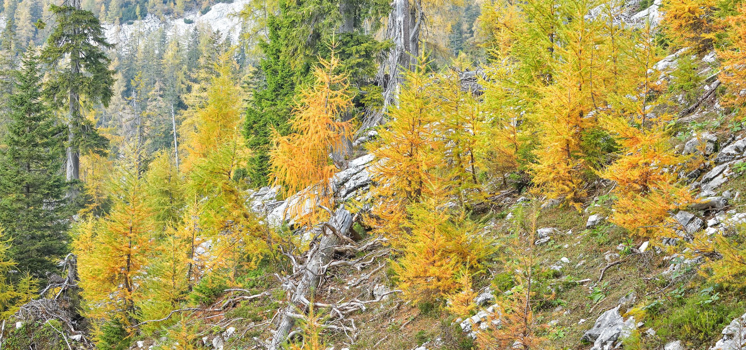 Larches with bright yellow autumn colors on a steep mountainside