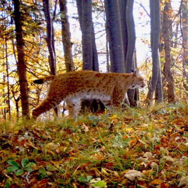 Lynx Karo roams through the autumnal beech forest
