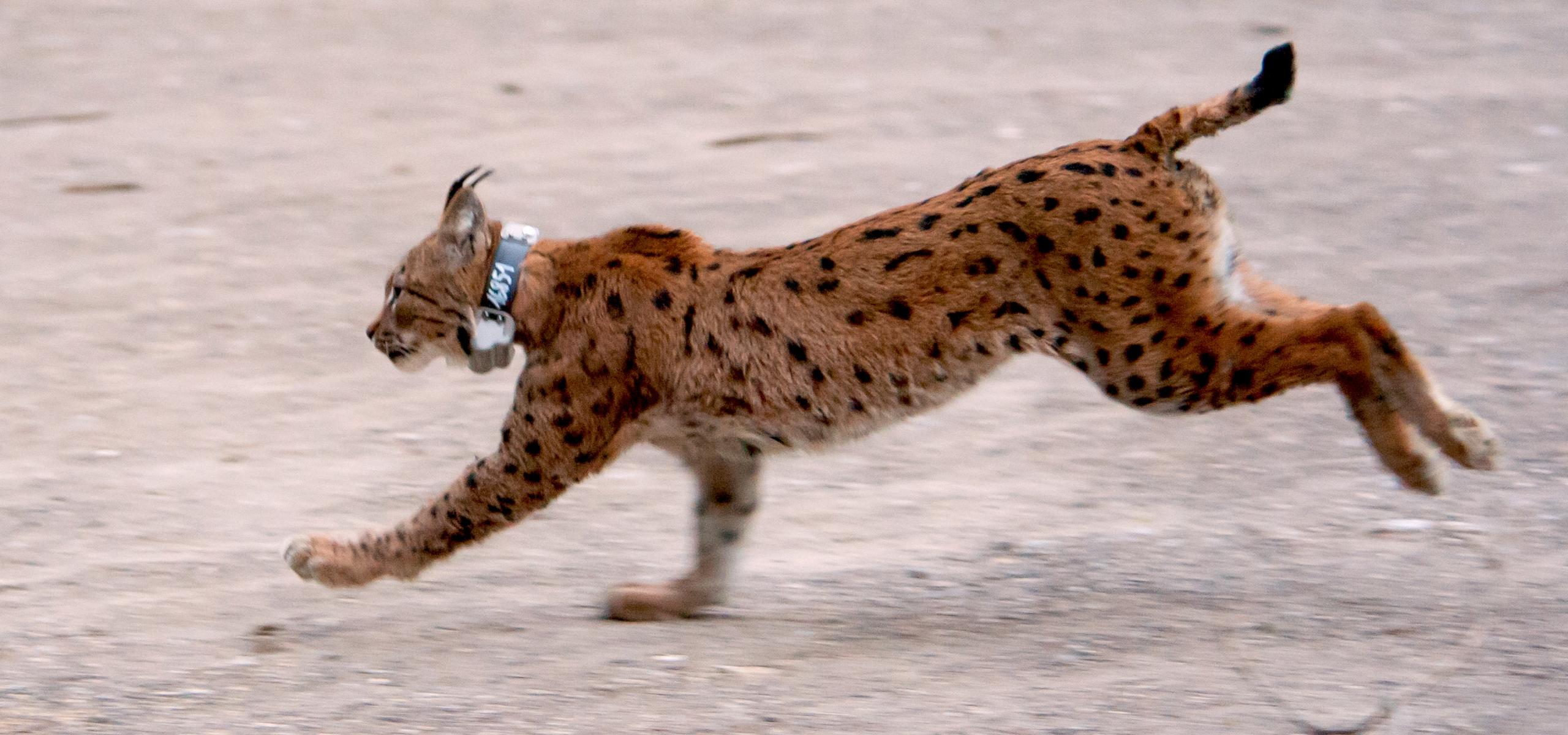 Lynx with transmitter collar sprints towards the forest