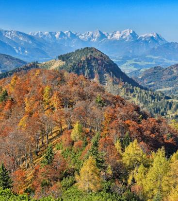 An autumn-colored mountain forest glows in front of snow-covered mountain peaks