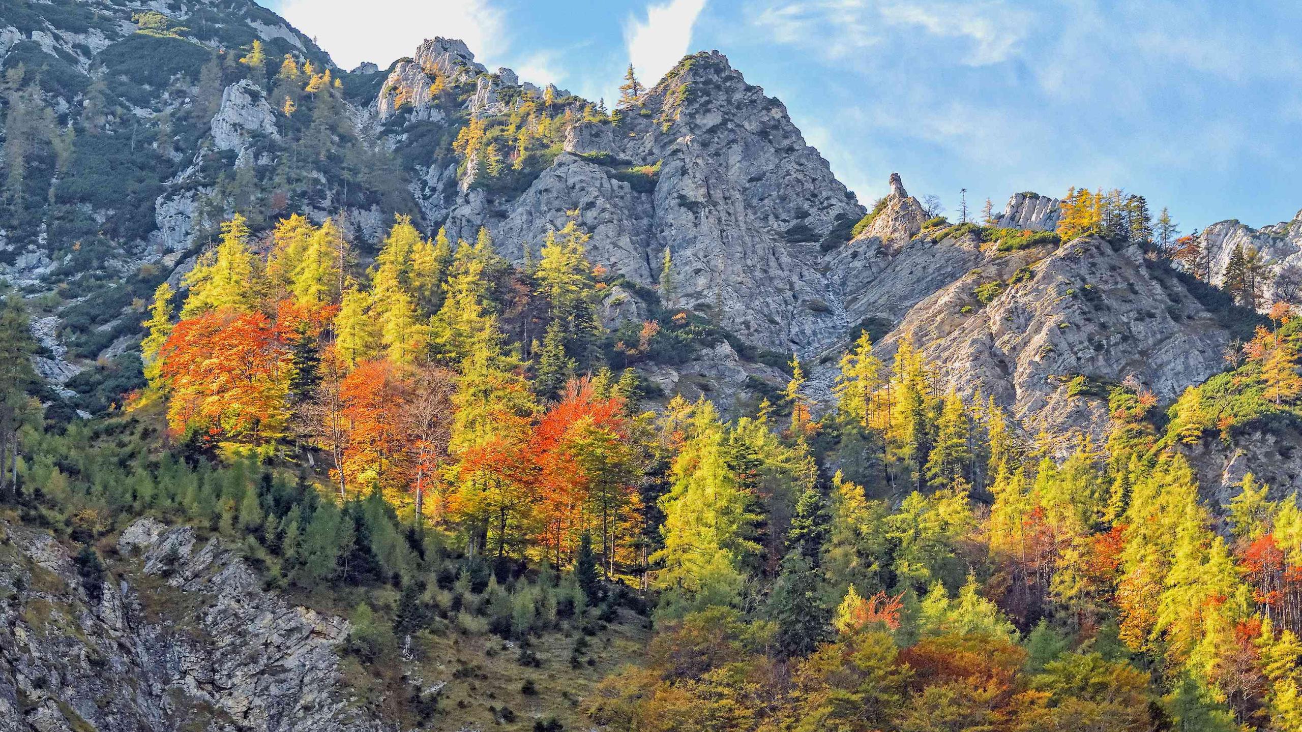 Autumn-colored beech-larch forest grows island-like in the middle of steep rocky terrain