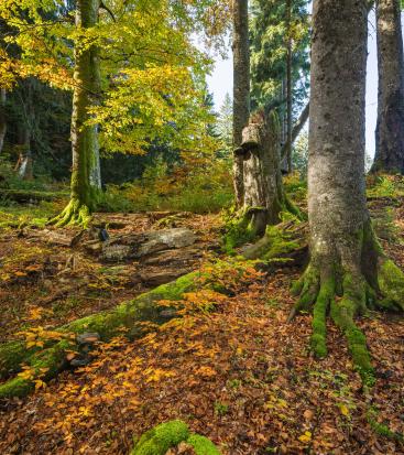 logs and lying deadwood in sparse forest. With the onset of autumn colors, the beech leaves glow in fading green and intense yellow and orange tones