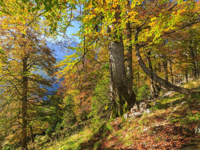 Mighty, autumn-colored beech trees stand on a mountainside