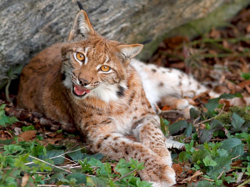 Lynx lying relaxed under a rocky outcrop