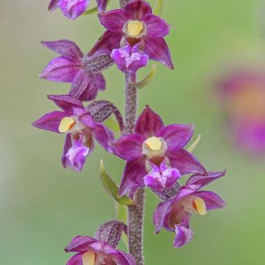 Orchid with purple petals and yellow cap over the flower lip