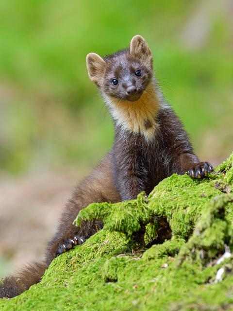 Pine marten looks out from behind a mossy tree trunk.