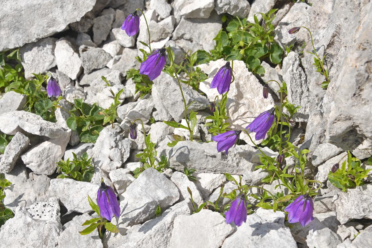 Delicate blue flowers of the dark bellflower bloom among the limestone rubble