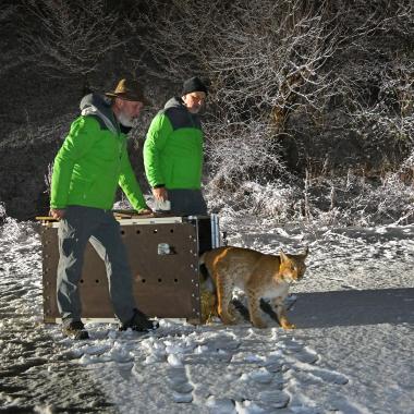 Two men open the transport box and Norik the lynx steps out