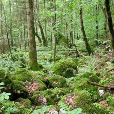 Mixed ravine forest with large mossy stones
