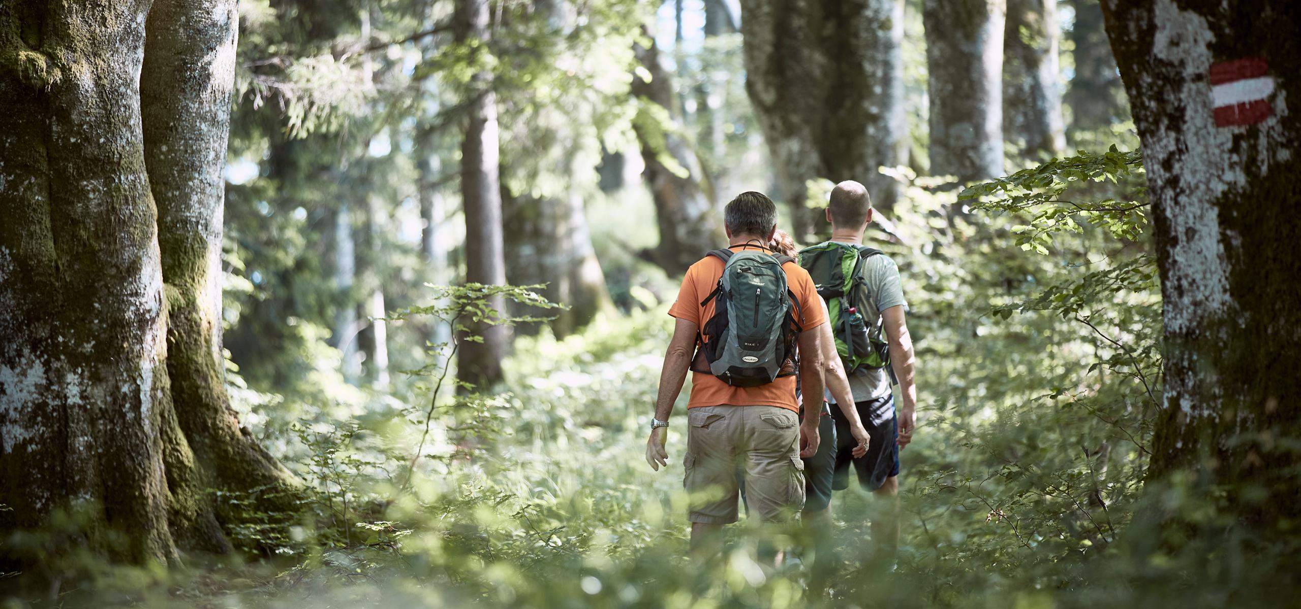 Two men hike through a beech forest