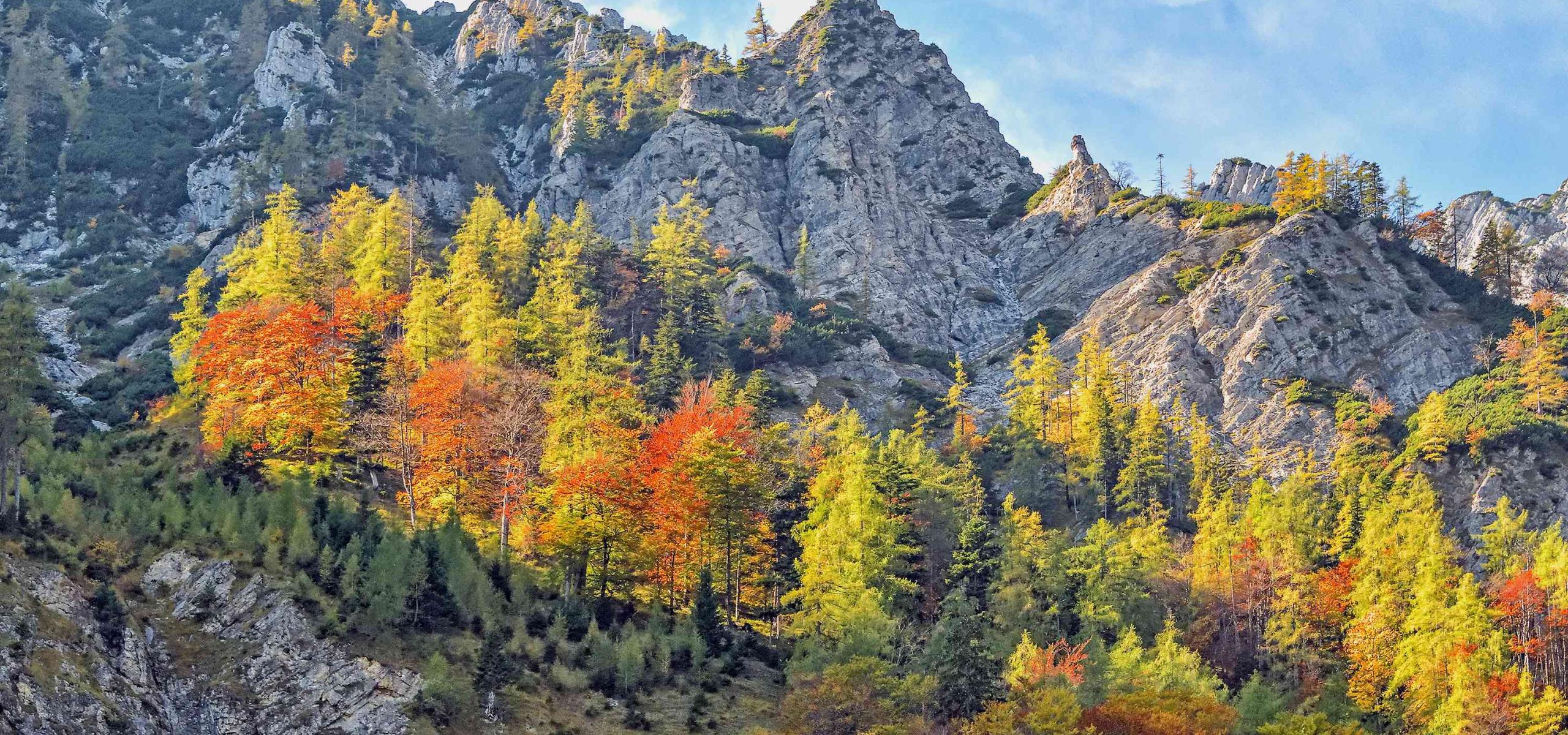 Autumn-colored beech-larch forest grows island-like in the middle of steep rocky terrain
