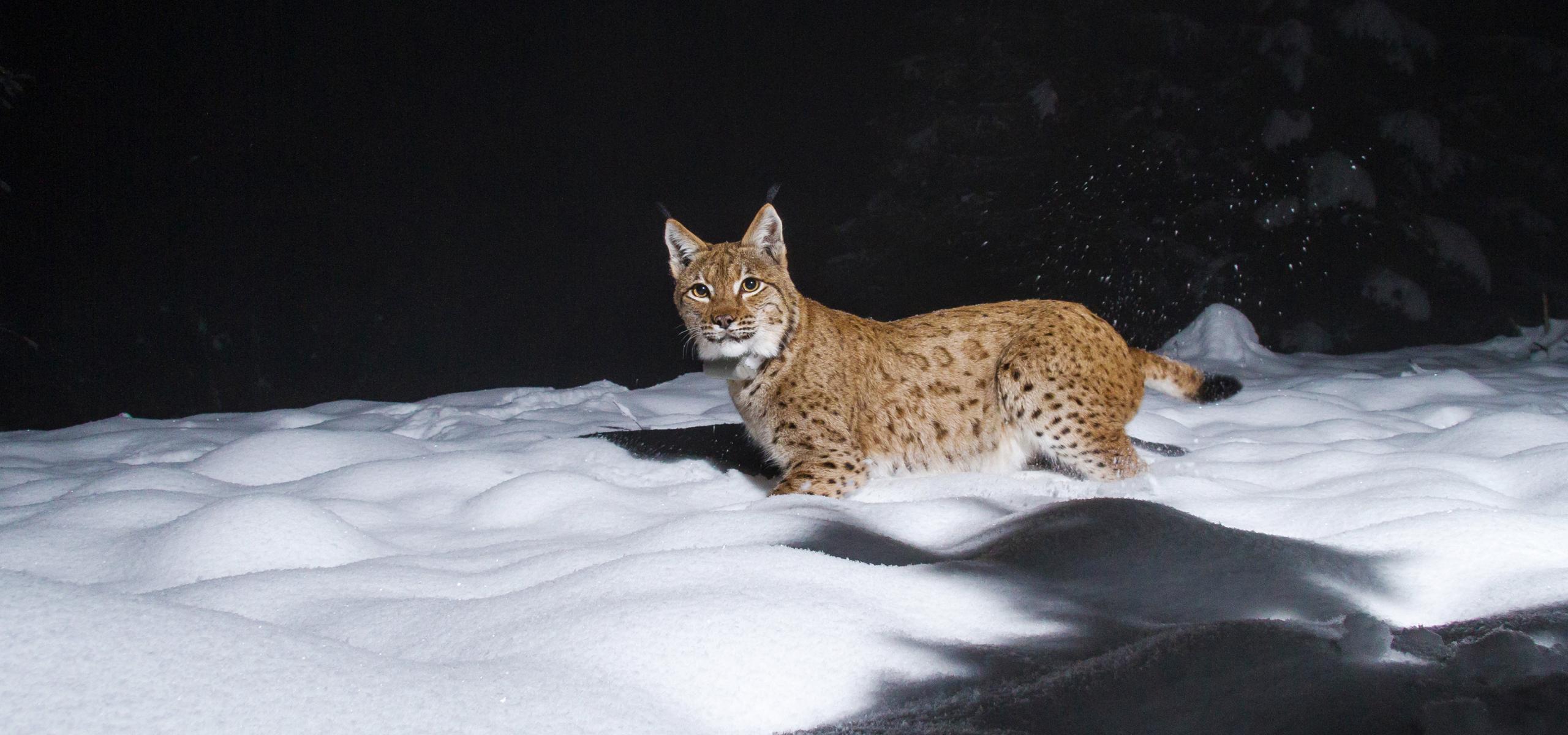 Photo trap image of a lynx running through snow