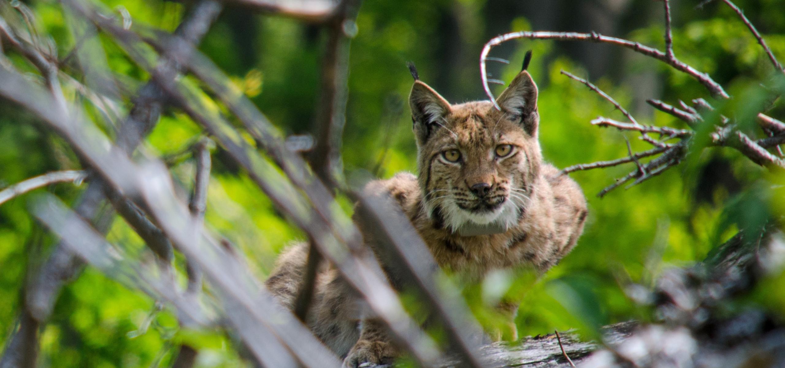 A lynx sits behind a thicket in the forest