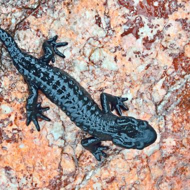 Alpine salamander on a stone.