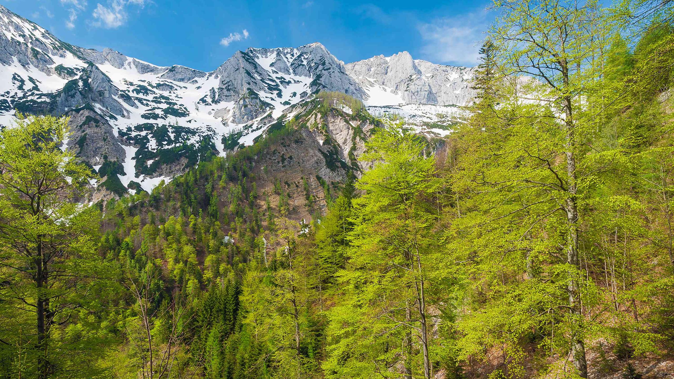 Spring-green beech trees glow in the sunlight in front of the still snow-covered rocky northern precipices of the Sengsen Mountains
