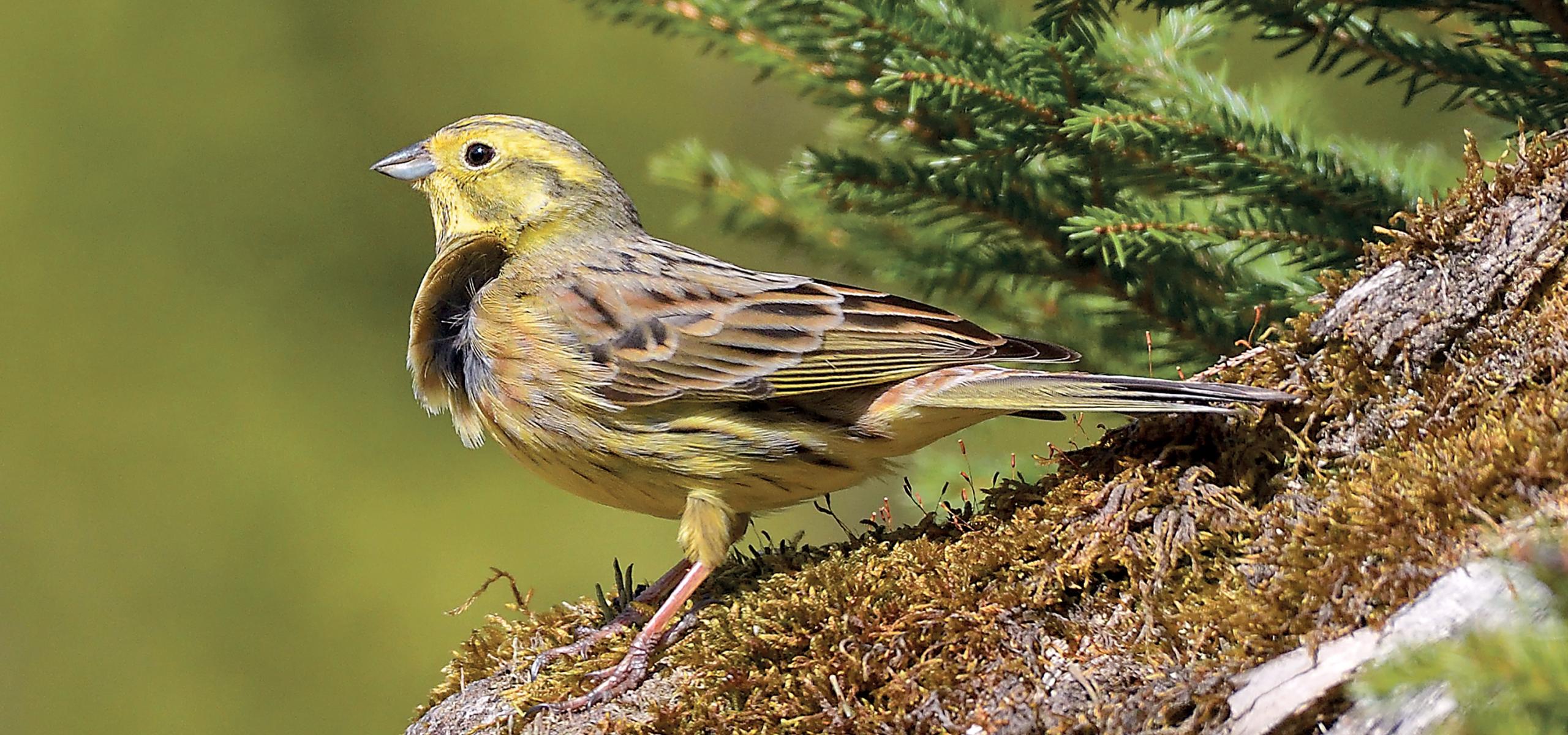Yellowhammer sitting on a mossy trunk