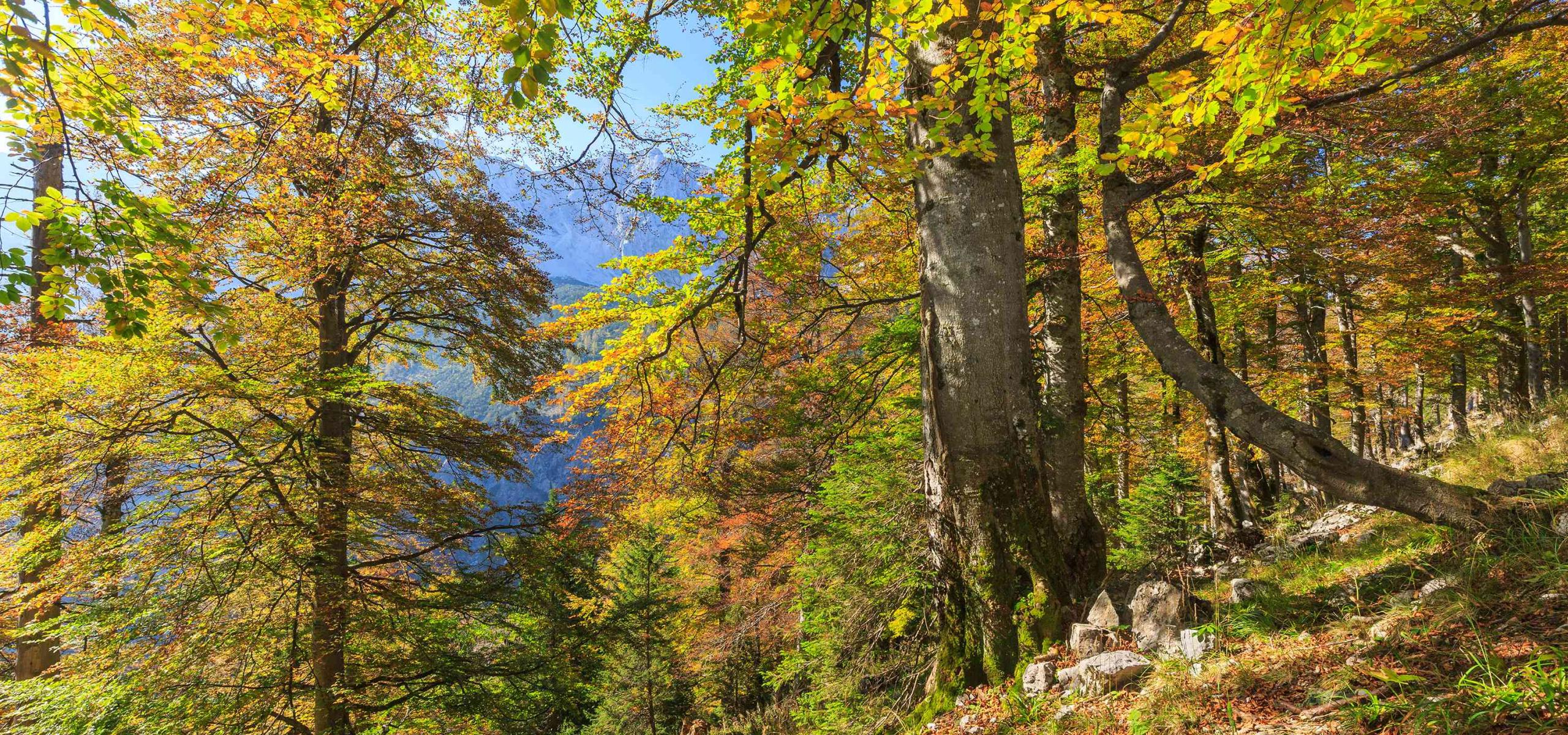 Mighty, autumn-colored beech trees stand on a mountainside
