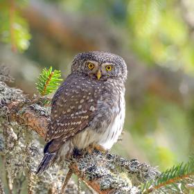 Pygmy owl on a spruce branch.