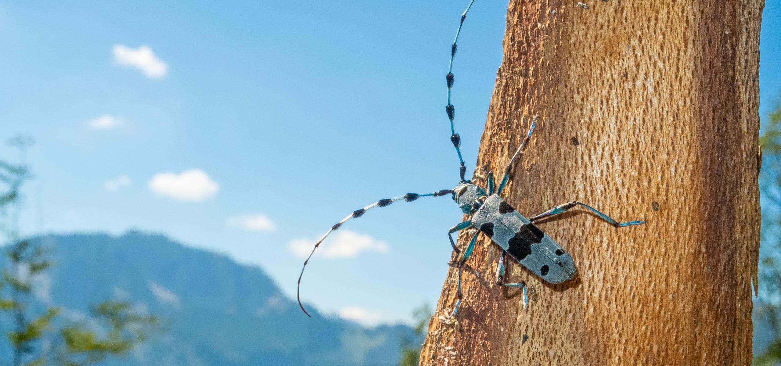 Blue shiny alpine longhorned beetle with black bands on elytra and antennae sits on a piece of bark